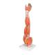 3B Scientific M10 Muscles of the Left Arm Model 6-Part 3/4 Life-Size - 3B Smart Anatomy