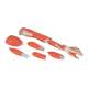3B Scientific M10 Muscles of the Left Arm Model 6-Part 3/4 Life-Size - 3B Smart Anatomy
