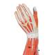 3B Scientific M10 Muscles of the Left Arm Model 6-Part 3/4 Life-Size - 3B Smart Anatomy
