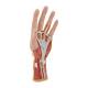 3B Scientific M18 Internal Hand Structure Model 3-Part