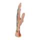 Internal Hand Structure Model 3-Part