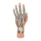 3B Scientific M18 Internal Hand Structure Model 3-Part