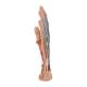 3B Scientific M18 Internal Hand Structure Model 3-Part