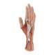 3B Scientific M18 Internal Hand Structure Model 3-Part