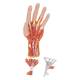 3B Scientific M18 Internal Hand Structure Model 3-Part