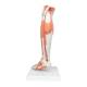 3B Scientific M22 Lower Muscled Leg with Detachable Knee Model 3-Part Life-Size - 3B Smart Anatomy