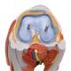 3B Scientific M22 Lower Muscled Leg with Detachable Knee Model 3-Part Life-Size - 3B Smart Anatomy