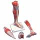 Lower Muscled Leg with Detachable Knee Model 3-Part Life-Size