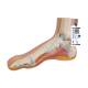 3B Scientific M30 Normal Foot Model - Light Skin Tone
