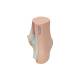 3B Scientific M30 Normal Foot Model - Light Skin Tone