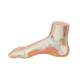 3B Scientific M30 Normal Foot Model - Light Skin Tone