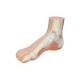 3B Scientific M30 Normal Foot Model - Light Skin Tone