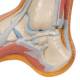 3B Scientific M32 Hollow (Pes Cavus) Foot Model - Light Skin Tone