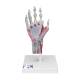 3B Scientific M33-1 Hand Skeleton Model with Ligaments and Muscles, 4 Part