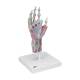 3B Scientific M33-1 Hand Skeleton Model with Ligaments and Muscles, 4 Part