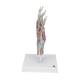 3B Scientific M33-1 Hand Skeleton Model with Ligaments and Muscles, 4 Part