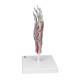 3B Scientific M33-1 Hand Skeleton Model with Ligaments and Muscles, 4 Part