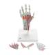 3B Scientific M33-1 Hand Skeleton Model with Ligaments and Muscles, 4 Part