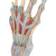 3B Scientific M33-1 Hand Skeleton Model with Ligaments and Muscles, 4 Part