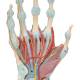 3B Scientific M33-1 Hand Skeleton Model with Ligaments and Muscles, 4 Part