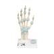 3B Scientific M33 Hand Skeleton Model with Ligaments and Carpal Tunnel