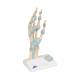 3B Scientific M33 Hand Skeleton Model with Ligaments and Carpal Tunne