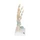 3B Scientific M33 Hand Skeleton Model with Ligaments and Carpal Tunne