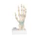 3B Scientific M33 Hand Skeleton Model with Ligaments and Carpal Tunne
