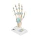 3B Scientific M33 Hand Skeleton Model with Ligaments and Carpal Tunne