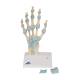 3B Scientific M33 Hand Skeleton Model with Ligaments and Carpal Tunne