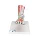 3B Scientific M34-1 Foot Skeleton Model with Ligaments and Muscles