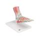 3B Scientific M34-1 Foot Skeleton Model with Ligaments and Muscles