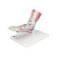 3B Scientific M34-1 Foot Skeleton Model with Ligaments and Muscles