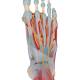 3B Scientific M34-1 Foot Skeleton Model with Ligaments and Muscles
