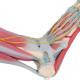 3B Scientific M34-1 Foot Skeleton Model with Ligaments and Muscles