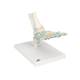 3B Scientific M34 Foot Skeleton Model with Ligaments