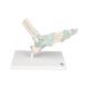 3B Scientific M34 Foot Skeleton Model with Ligaments