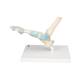 3B Scientific M34 Foot Skeleton Model with Ligaments