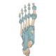 3B Scientific M34 Foot Skeleton Model with Ligaments