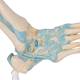 3B Scientific M34 Foot Skeleton Model with Ligaments