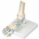 Foot Skeleton Model with Ligaments