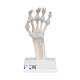 3B Scientific M36 Hand Skeleton with Elastic Ligaments (Left)