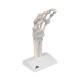 3B Scientific M36 Hand Skeleton with Elastic Ligaments (Left)