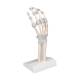 3B Scientific M36 Hand Skeleton with Elastic Ligaments (Left)
