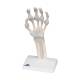 3B Scientific M36 Hand Skeleton with Elastic Ligaments (Left)