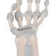 3B Scientific M36 Hand Skeleton with Elastic Ligaments (Left)
