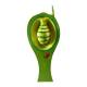 Nasco MG10253 Hydra Model, 250x Enlarged, 4 Parts - Angle 5
