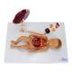 Nasco MG13918 Fetal Blood Circulation with Placenta Model - Angle 1