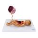 Nasco MG13918 Fetal Blood Circulation with Placenta Model - Angle 2