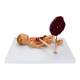 Nasco MG13918 Fetal Blood Circulation with Placenta Model - Angle 3